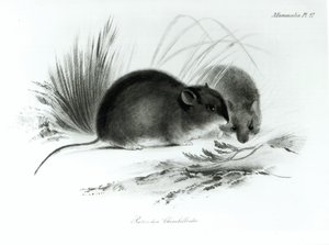 Rato, Terra do Fogo, América do Sul c.1832-36 de English School